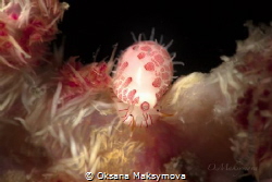 Sea snail Diminovula culmen Romblon by Oksana Maksymova 